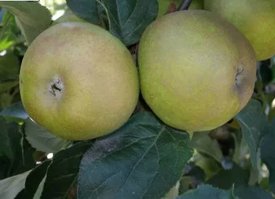 stare odmiany drzew owocowych - jabłoń Szara reneta