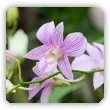 storczyk Dendrobium