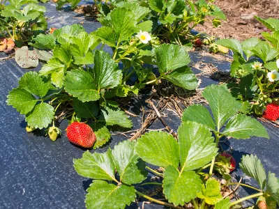 jak sadzić truskawki na agrowłókninie