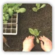 uprawa warzyw z rozsady