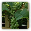 Winorośl - odmiany, sadzenie, uprawa na działce