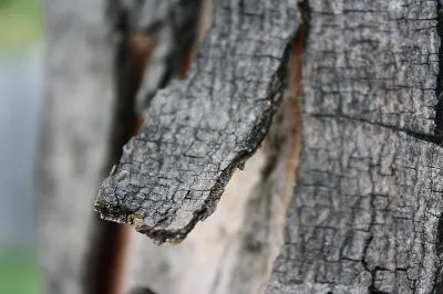 uszkodzona kora drzewa odchodząca od pnia