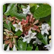 Abelia wielkokwiatowa, Abelia grandiflora - pielęgnacja i wymagania