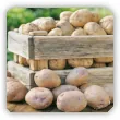 Choroby przechowalnicze ziemniaka. Dlaczego ziemniaki gniją w piwnicy?