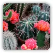 Ciekawostki o kaktusach. Te informacje mogą Cię zaskoczyć!