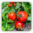 Co sadzić obok pomidorów?