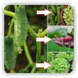 Co sadzić po ogórkach? Warzywa na poplon i płodozmian