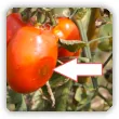 Gnicie pomidorów