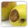 Gorzka zgnilizna jabłek - objawy, zwalczanie, opryski