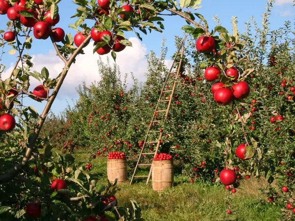 Jabłoń domowa - odmiany, uprawa, przycinanie