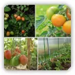 Jak prowadzić pomidory w gruncie, szklarni i tunelu?