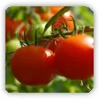 Jak przyspieszyć dojrzewanie pomidorów na krzaku
