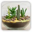 Kaktusy w szkle. Jak sadzić i jak o nie dbać