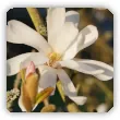 Magnolia gwiaździsta - odmiany, uprawa, cięcie