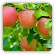 Odmiany jabłoni bez oprysków. Idealne do sadów ekologicznych