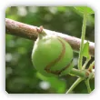 Owocnica jabłkowa - objawy, opryski, zwalczanie