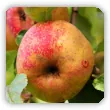 Pordzewiacz jabłoniowy - jak wygląda, objawy, zwalczanie, opryski
