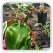 Sadzenie papryki. Jak i kiedy sadzić paprykę?