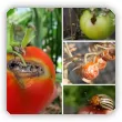 Szkodniki pomidorów gruntowych i szklarniowych
