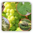 Szkodniki winorośli - objawy, zdjęcia, zwalczanie