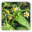 Żółtlica drobnokwiatowa - właściwości, zastosowanie, zwalczanie