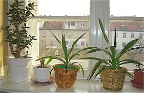 uprawa roślin doniczkowych w domu