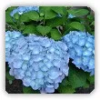 Ogród niebieski - niebieskie kwiaty, liście i owoce