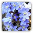 Niebieskie kwiaty wiosenne