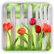 maj w ogrodzie - kwitną tulipany