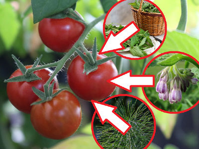 ekologiczne opryski na pomidory