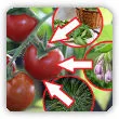 3 ekologiczne opryski na pomidory. Czym pryskać pomidory aby rosły smaczne i zdrowe?