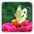 Motyl bielinek kapustnik. Jak zwalczać gąsienice na kapuście?