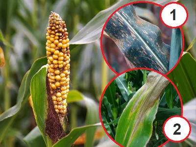 choroby kukurydzy