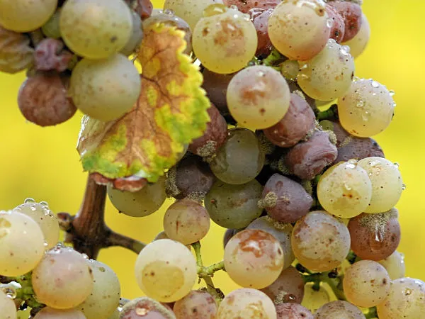 choroby winorośli - szara pleśń