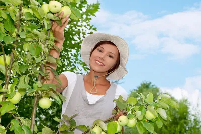 Prawidłowe cięcie jabłoni ułatwia przeprowadzanie zbiorów jabłek