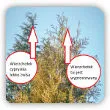 Cyprysik a tuja. Czym się różni cyprysik od żywotnika?