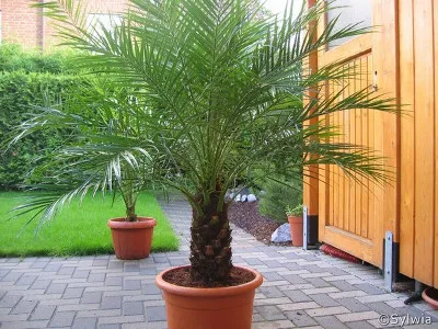 palma daktylowa, daktylowiec niski