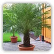 daktylowiec, palma daktylowa