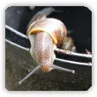 Domowe sposoby na ślimaki w ogrodzie