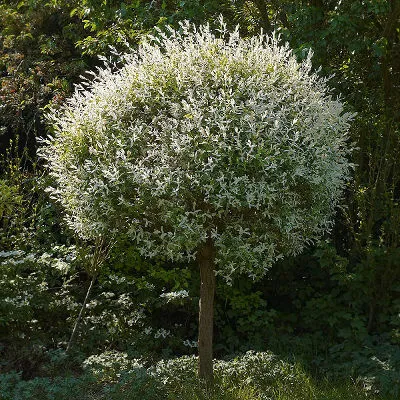 drzewa ozdobne do małego ogrodu