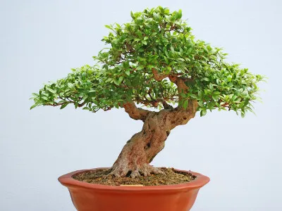 drzewko bonsai - pielęgnacja w domu