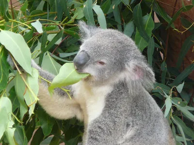 eukaliptus i miś koala