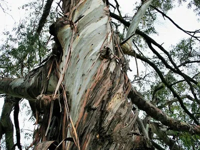 eukaliptus - łuszcząca się kora