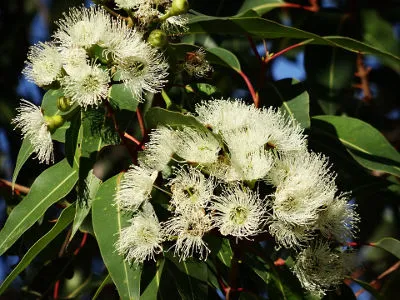 eukaliptus kwiaty