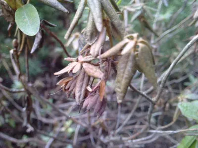 fytoftoroza rododendron