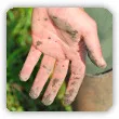 gleba gliniasta - właściwości, jak ulepszyć, co posadzić