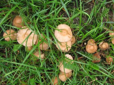 grzyby na trawniku