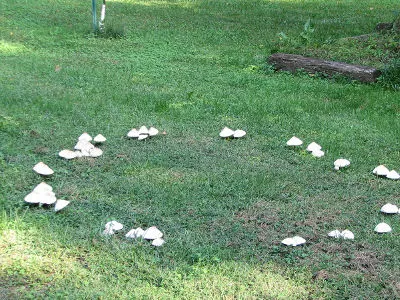 grzyby na trawniku - czarcie kręgi