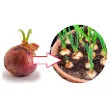 Jak sadzić cebulę na szczypiorek w doniczce?