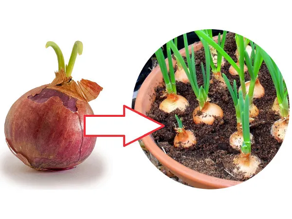 Jak sadzić cebulę na szczypiorek w doniczce?